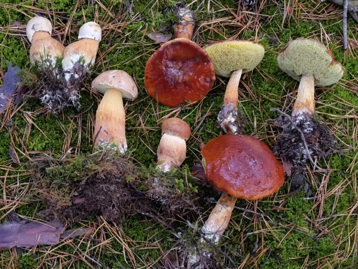 Aureoboletus projectellus – Falsche Rotkappe, Kollektion in allen Altersstufen