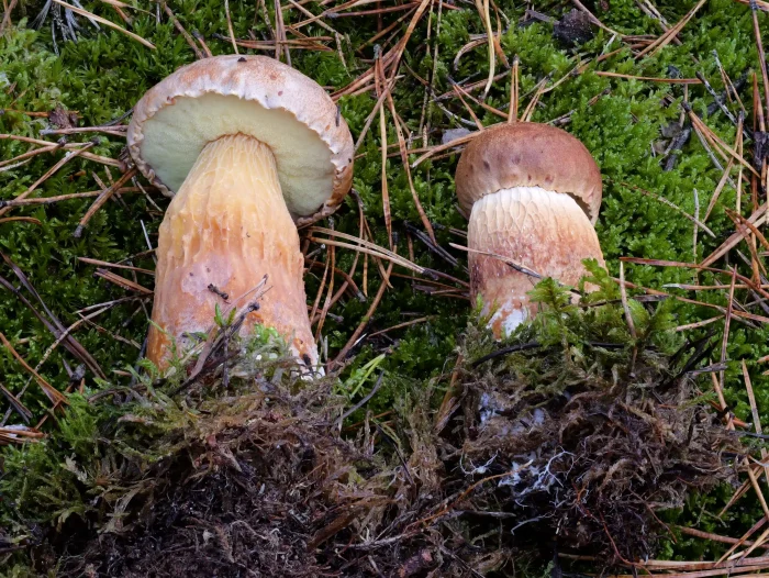 Aureoboletus projectellus – Falsche Rotkappe, markant der grob geriefte Stiel