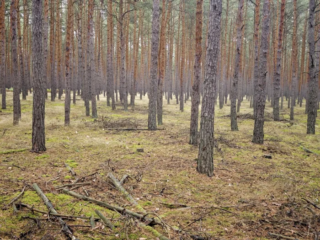 Aureoboletus projectellus &ndash; Falsche Rotkappe, Kiefernwald in der Lausitz