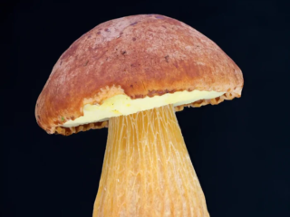 Aureoboletus projectellus &ndash; Falsche Rotkappe, die goldgelben R&ouml;hren sind namensgebend