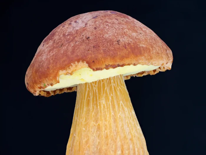 Aureoboletus projectellus – Falsche Rotkappe, die goldgelben Röhren sind namensgebend