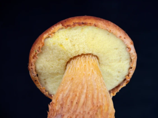 Aureoboletus projectellus &ndash; Falsche Rotkappe, die goldgelben R&ouml;hren sind namensgebend