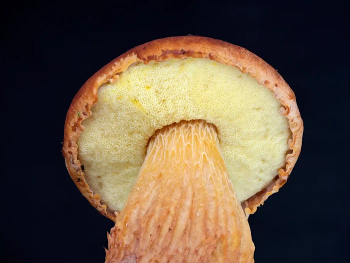 Aureoboletus projectellus – Falsche Rotkappe, die goldgelben Röhren sind namensgebend