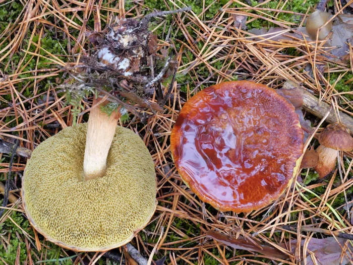 Aureoboletus projectellus – Falsche Rotkappe, diese Pilzart ist aus Nordamerika in Deutschland eingeschleppt