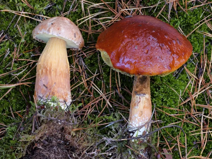 Aureoboletus projectellus – Falsche Rotkappe, im Alter werden Hüte rotbraun