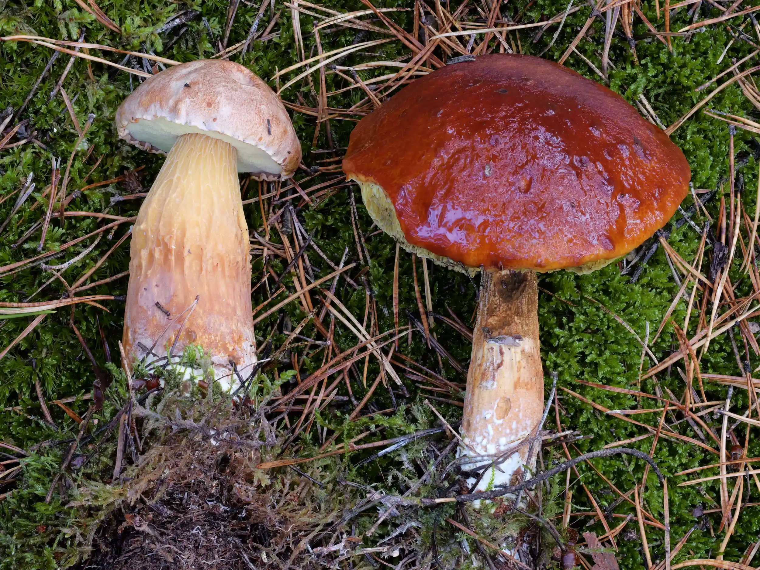 Aureoboletus projectellus – Falsche Rotkappe Aureoboletus projectellus – Falsche Rotkappe