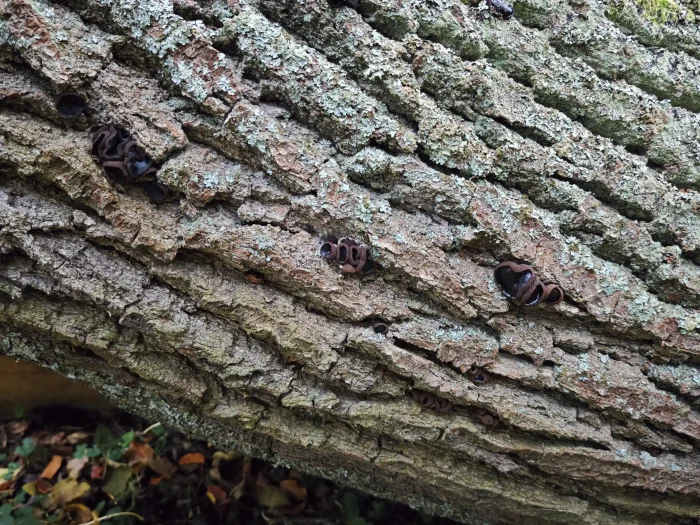 Bulgaria inquinans – Schmutzbecherling, meist auf Hartholz zu finden