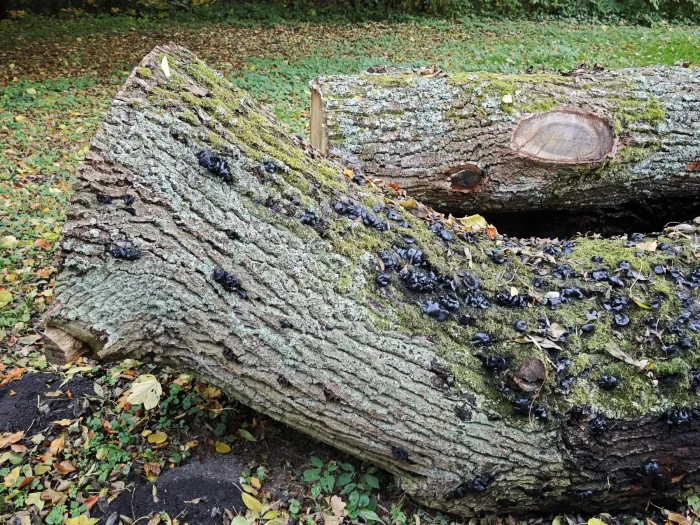 Bulgaria inquinans – Schmutzbecherling, oben auf dem Stamm schon alte, überständige Pilze