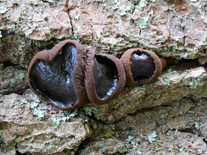 Bulgaria inquinans – Schmutzbecherling, das Innere ist fest