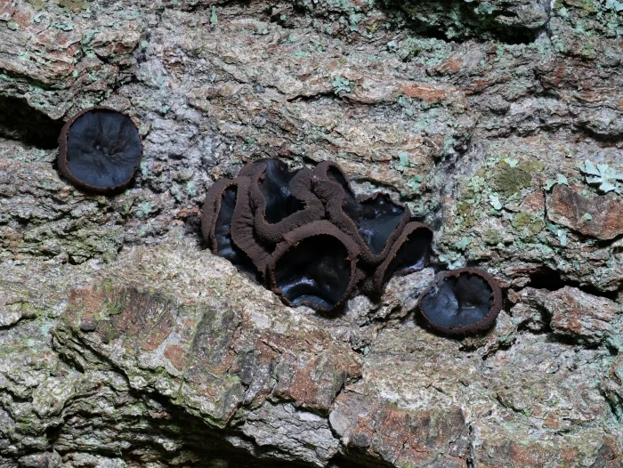 Bulgaria inquinans – Schmutzbecherling, außen weich-filzig, innen hart