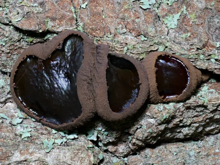 Bulgaria inquinans – Schmutzbecherling, aus der Nähe brachtet, wunderschöne Pilze