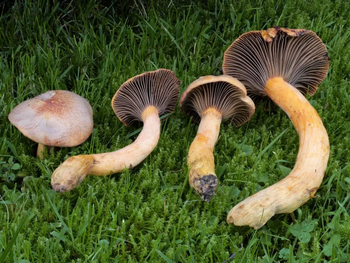 Chroogomphus helveticus – Filziger Gelbfuß, Fund einer Gruppe im Herbst 2025