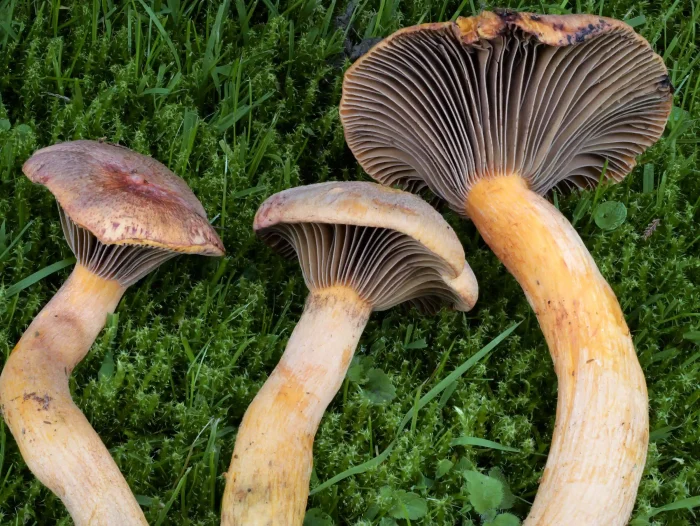 Chroogomphus helveticus – Filziger Gelbfuß, das Sporenpulver ist fast schwarz
