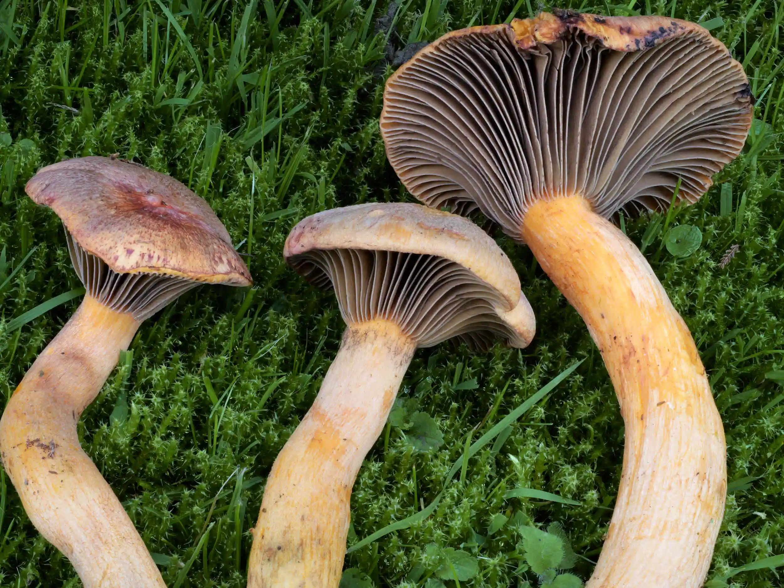 Chroogomphus helveticus – Filziger Gelbfuß