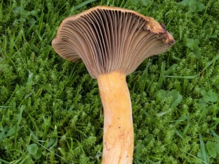 Chroogomphus helveticus &ndash; Filziger Gelbfu&szlig;, ganz typisch die herablaufenden Lamellen