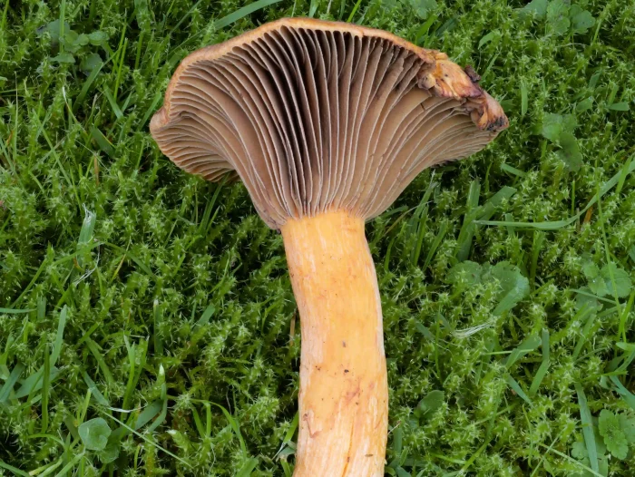 Chroogomphus helveticus – Filziger Gelbfuß, ganz typisch die herablaufenden Lamellen