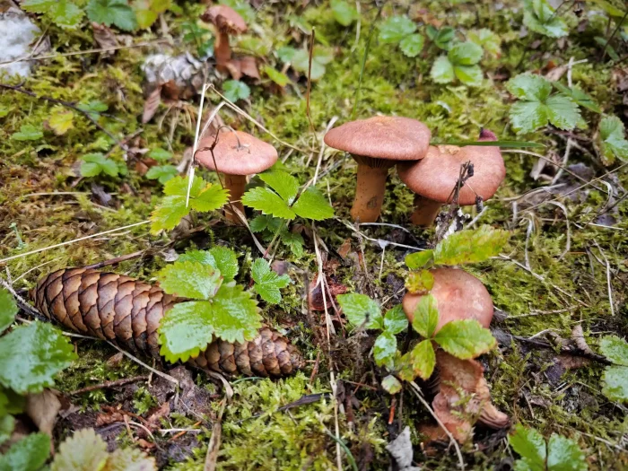 Chroogomphus rutilus – Kupferroter Gelbfuß, Gruppe junger Pilze