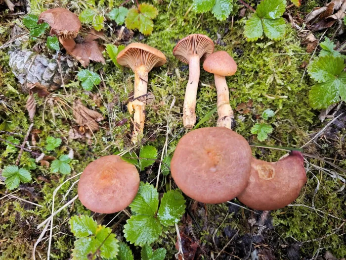 Chroogomphus rutilus – Kupferroter Gelbfuß, typisch sie rötliche Hutfarbe