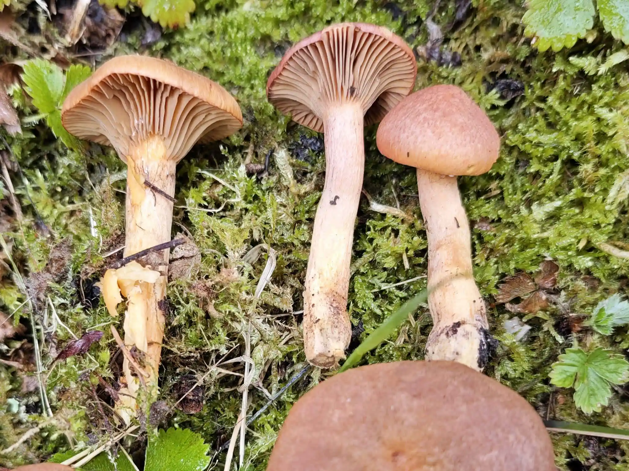 Chroogomphus rutilus – Kupferroter Gelbfuß