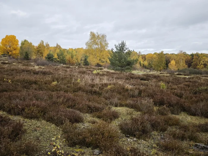 Clavaria argillacea – Heide-Keule, Heidelandschaft im Vogtland