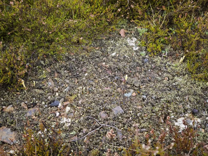Clavaria argillacea – Heide-Keule, Gruppe in magerer Heidelandschaft