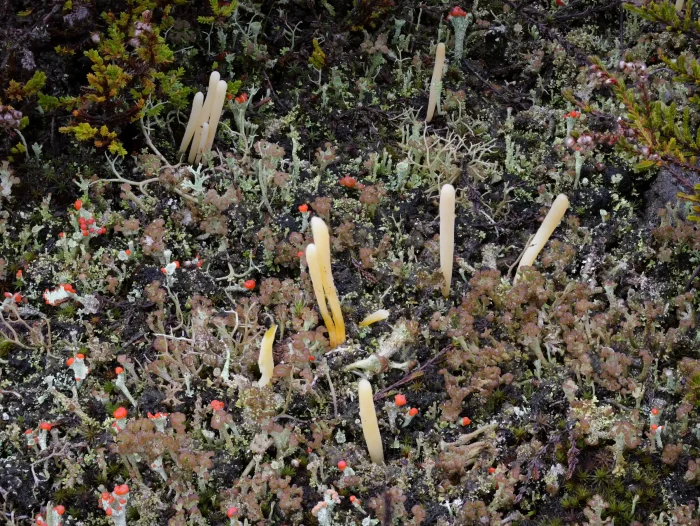Clavaria argillacea – Heide-Keule, die gelblich-weiß gefärbten Fruchtkörper sind zerbrechlich