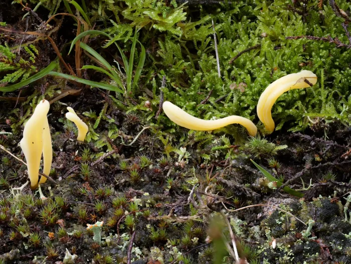 Clavaria argillacea – Heide-Keule, hier im Bild 3 cm lange Fruchtkörper