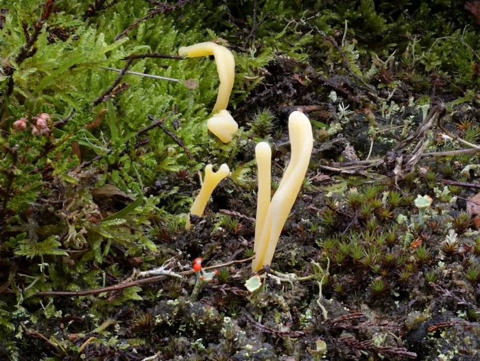 Clavaria argillacea – Heide-Keule, in Gemeinschaft mit Flechten und Moosen