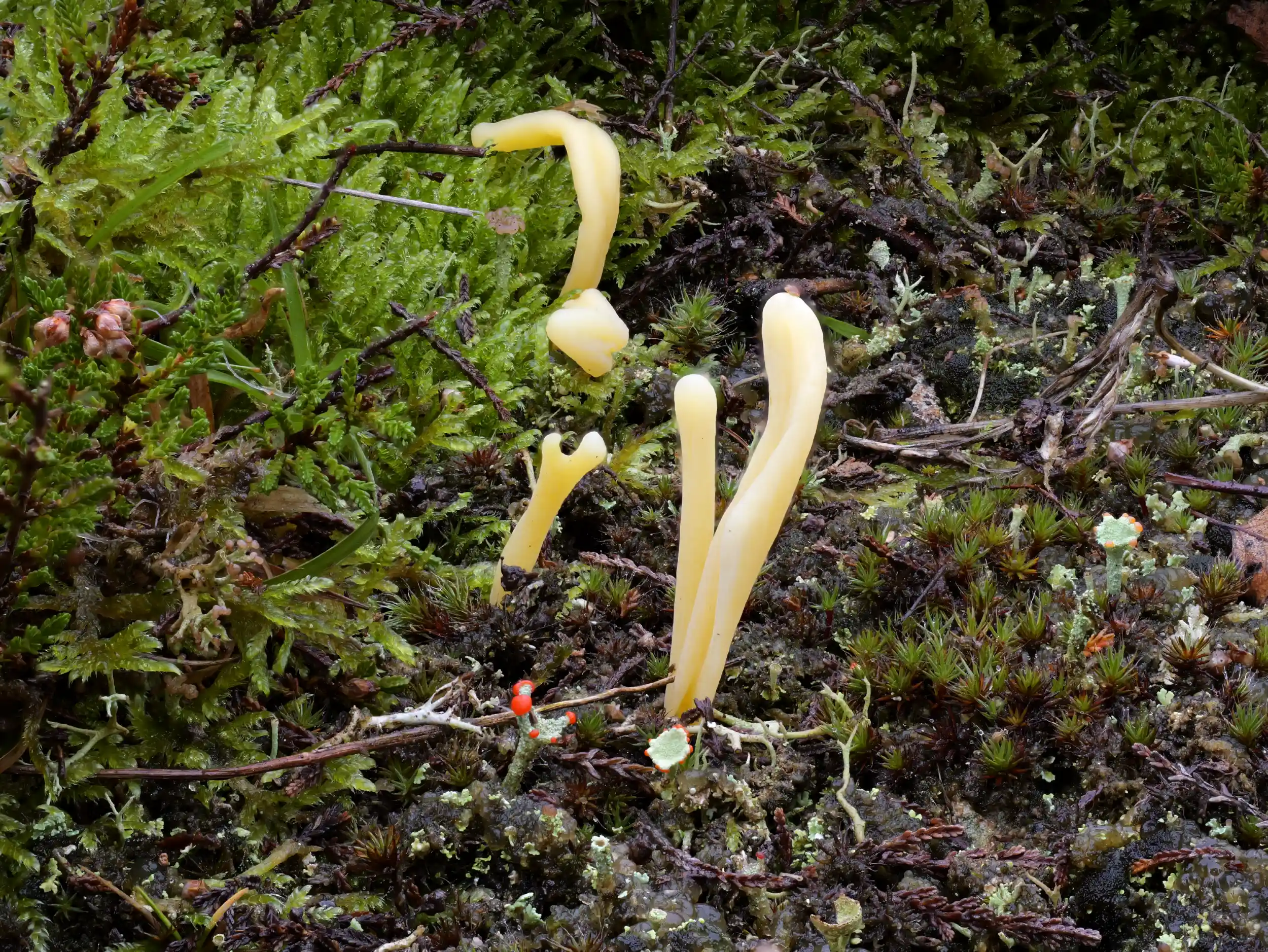 Clavaria argillacea – Heide-Keule Clavaria argillacea – Heide-Keule
