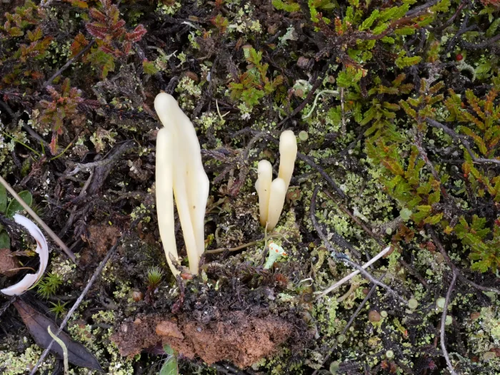 Clavaria argillacea – Heide-Keule, manchmal fand ich Pilze fast weiß