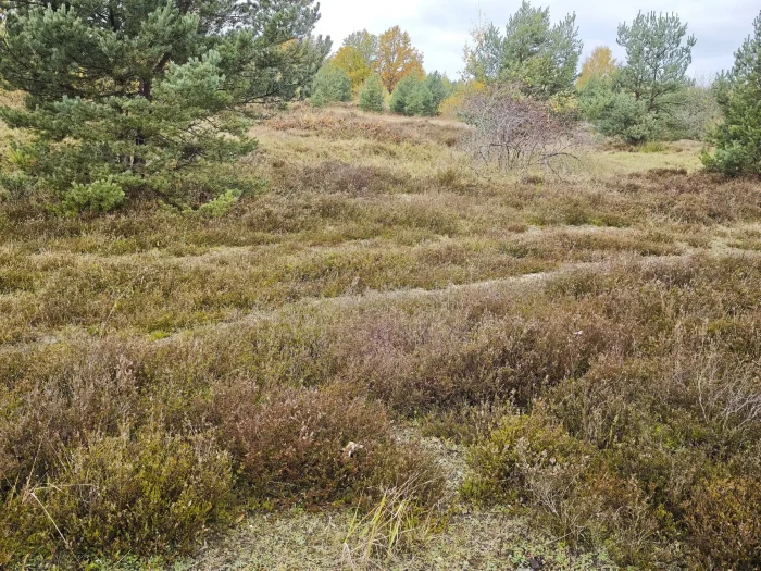 Clavulinopsis corniculata – Geweihförmiges Wiesenkeulchen, Fundort ist eine Heidelandschaft
