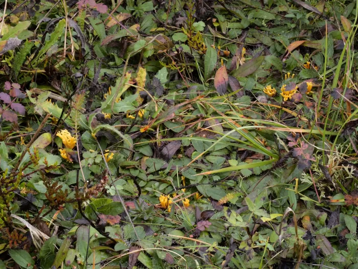 Clavulinopsis corniculata – Geweihförmiges Wiesenkeulchen, Gruppe auf Magerrasen