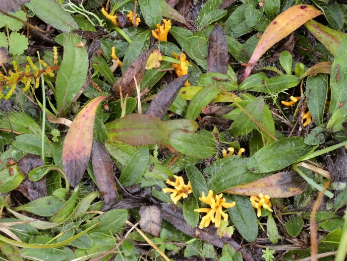 Clavulinopsis corniculata – Geweihförmiges Wiesenkeulchen, die Keulchen werden nur 3 cm hoch