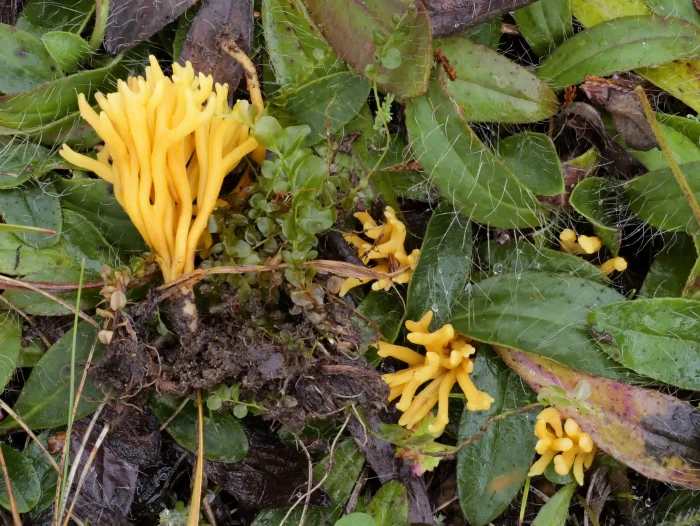 Clavulinopsis corniculata – Geweihförmiges Wiesenkeulchen, die Gabelungen geben den Namen