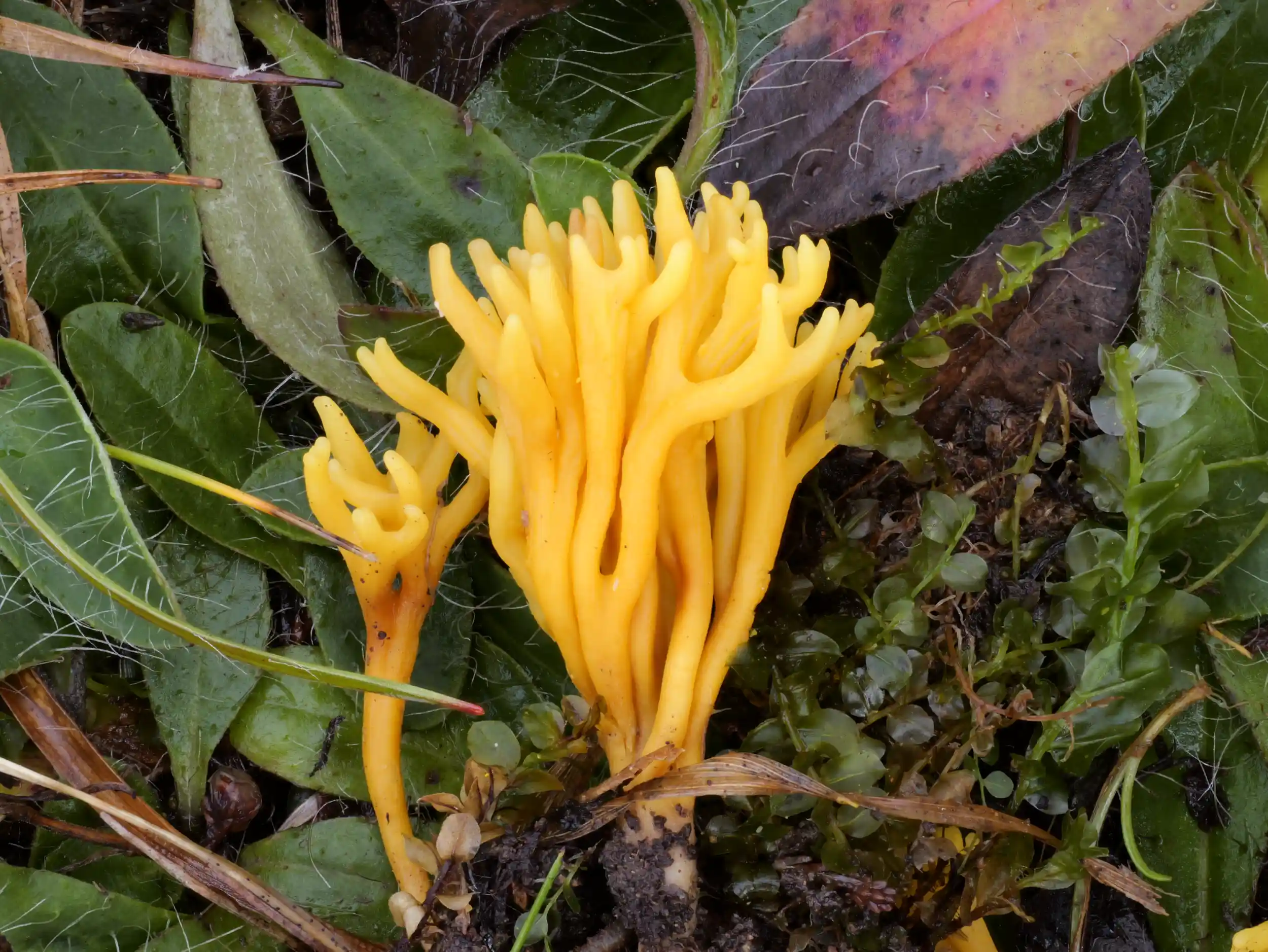 Clavulinopsis corniculata – Geweihförmiges Wiesenkeulchen Clavulinopsis corniculata – Geweihförmiges Wiesenkeulchen