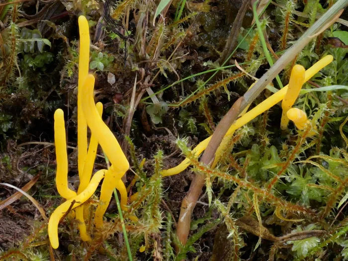 Clavulinopsis helvola – Goldgelbe Wiesenkeule, die schmalen Keulen sind fragil