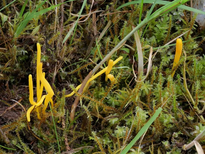 Clavulinopsis helvola – Goldgelbe Wiesenkeule, die kleinen Keulen sind bis 5 cm lang