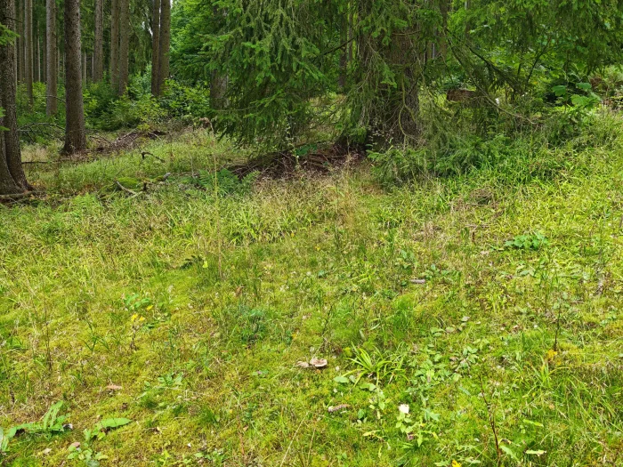 Clavulinopsis helvola – Goldgelbe Wiesenkeule, Fundort ist eine naturnahe Wiese