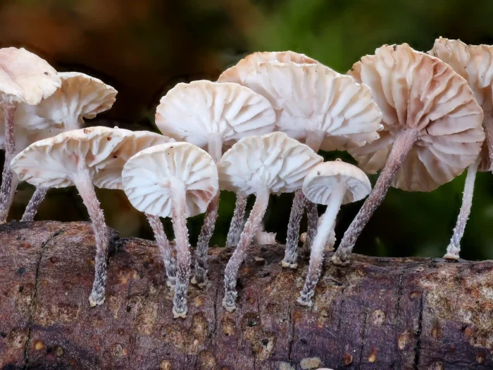 Collybiopsis ramealis – Ästchen-Zwergschwindling, Makroaufnahme der nur 10 mm hohen Schwindlinge