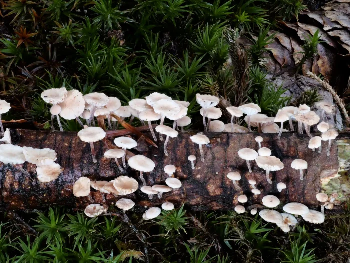 Collybiopsis ramealis – Ästchen-Zwergschwindling, hier auf ein toten Laubholzast