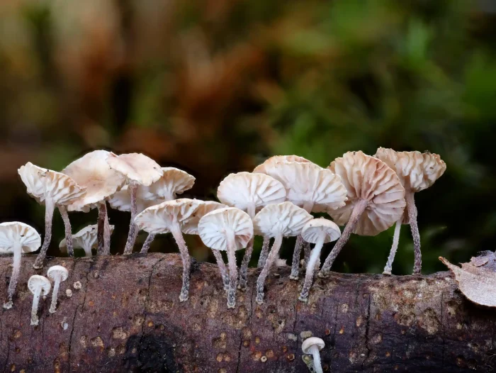 Collybiopsis ramealis – Ästchen-Zwergschwindling, die Stiele sind leicht schuppig