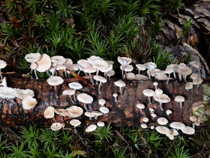 Collybiopsis ramealis – Ästchen-Zwergschwindling, die nähe Betrachtung offenbart die Schönheit der Pilze