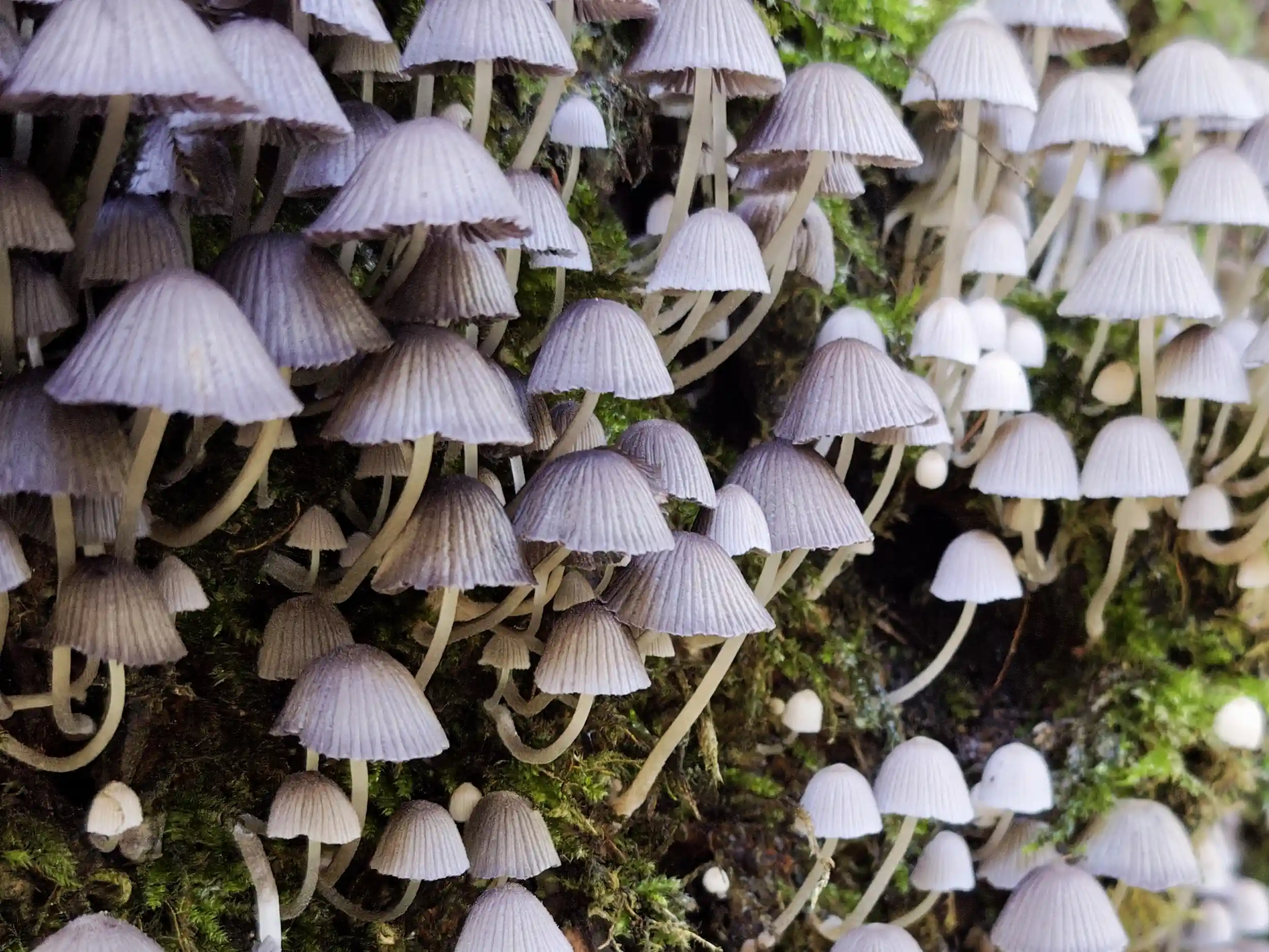Coprinellus disseminatus – Gesäter Tintling Coprinellus disseminatus – Gesäter Tintling