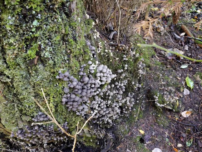 Coprinellus disseminatus – Gesäter Tintling, bei feuchter Witterung an Totholz in Mengen zu finden