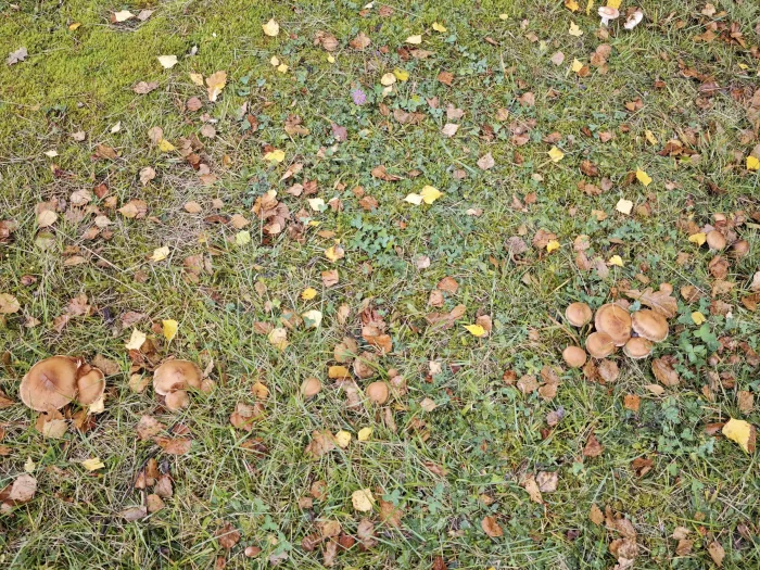 Cortinarius bivelus – Birken-Gürtelfuß, durch das Laub sind die Pilze gut getarnt