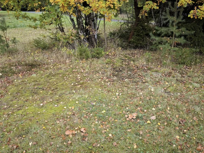Cortinarius bivelus – Birken-Gürtelfuß, Fundort bei Birken