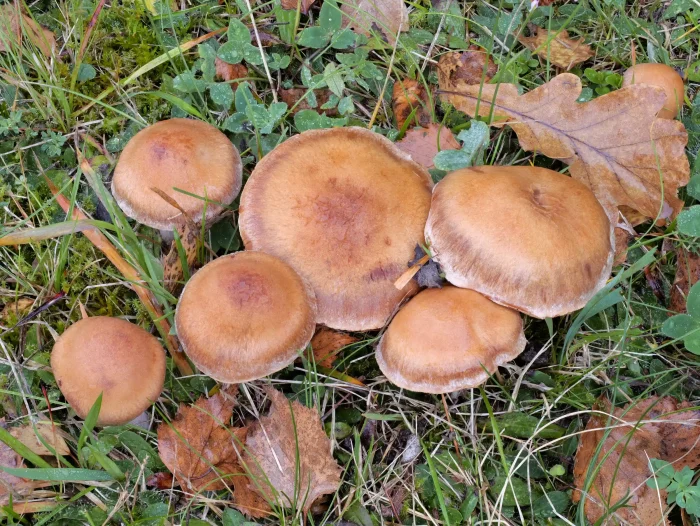 Cortinarius bivelus – Birken-Gürtelfuß, die Hüte können am Rand dunkler sein