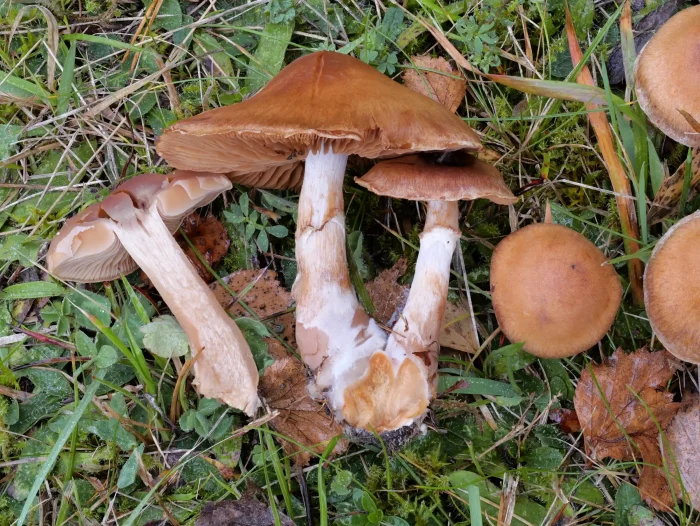 Cortinarius bivelus – Birken-Gürtelfuß, Kollektion mit Schnittbild
