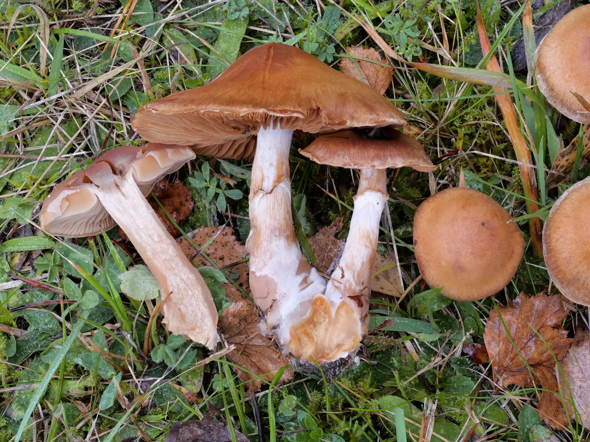 Cortinarius bivelus – Birken-Gürtelfuß Cortinarius bivelus – Birken-Gürtelfuß