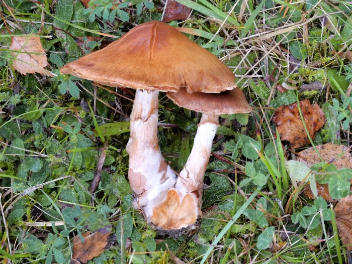 Cortinarius bivelus – Birken-Gürtelfuß, an den Resten des Schleiers am Stiel hängt braunes Sporenpulver